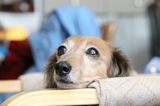 ペットと暮すマンション購入　おすすめリフォームについて